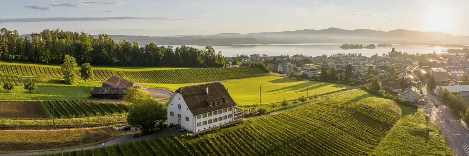 Vineyards above Pfäffikon SZ, with Lake Zurich beyond